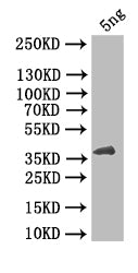 HBZ Antibody