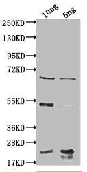 degP Antibody