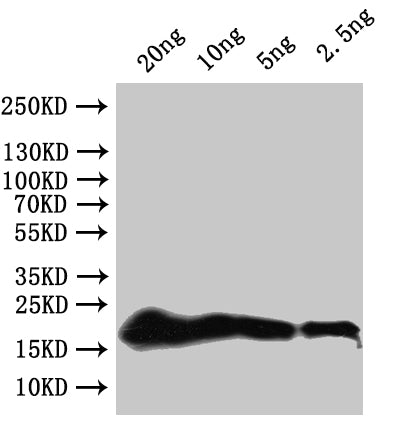 secG Antibody