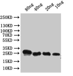 Alpha-conotoxin VxXXC Antibody