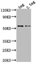 GAG Antibody