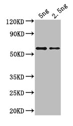 gag Antibody