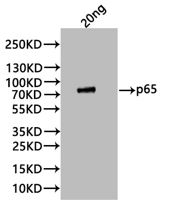 p65 Antibody