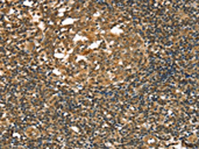 STAB1 Antibody
