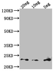 Major mite allergen Der p 23 Antibody