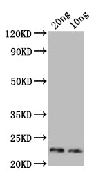 Major mite allergen Der p 23 Antibody