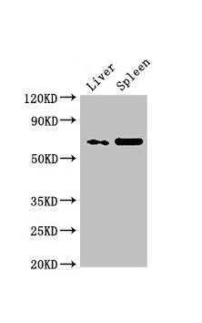PRSS56 Antibody