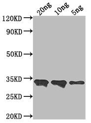 CUP1-1 Antibody