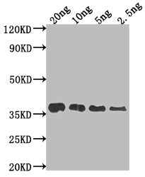 F17a-A Antibody