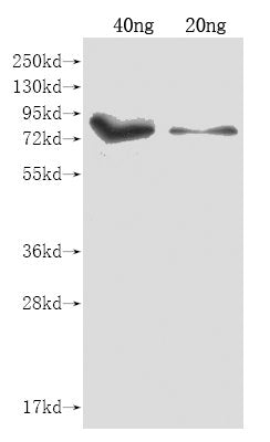iutA Antibody