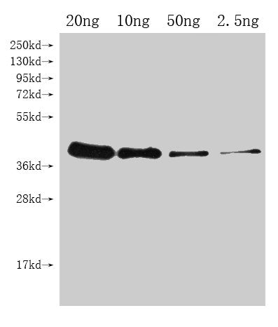 UGI Antibody