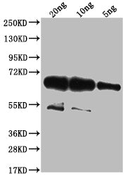 wac Antibody
