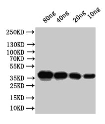Outer capsid protein VP4 Antibody