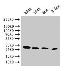 pac Antibody