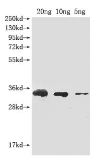 Abrin-a Antibody
