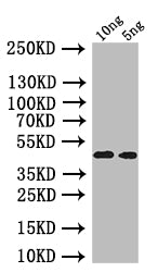 oprI Antibody
