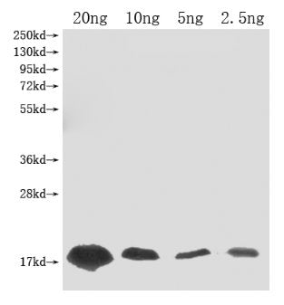 Barstar (Ribonuclease inhibitor) Antibody