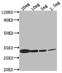 Miraculin Antibody