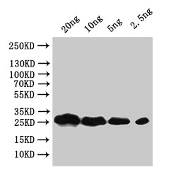 faeG Antibody