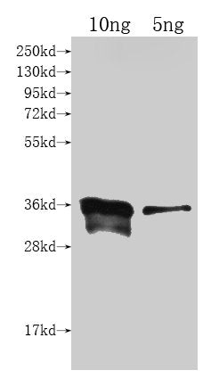 cyp102A1 Antibody
