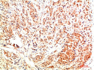MAPK3 Antibody