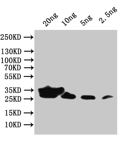 env Antibody