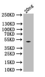 spaA Antibody