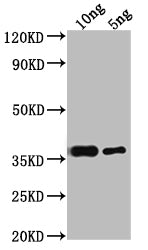 RPB10 Antibody