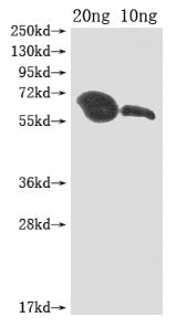 MIP1 Antibody