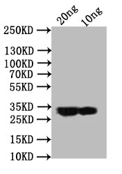 ail Antibody