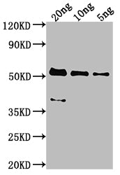 MCP Antibody