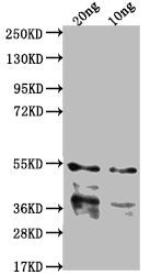 IPAB Antibody