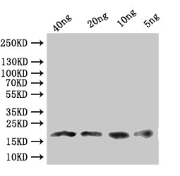 Dll Antibody