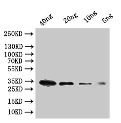 tfpI Antibody