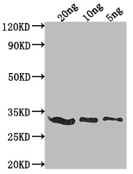 E3L Antibody