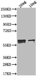 N Antibody