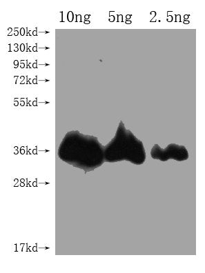 CHLI1 Antibody