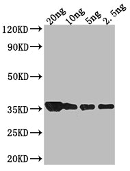 groL Antibody