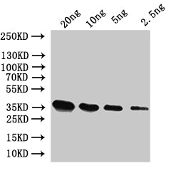 SUI2 Antibody