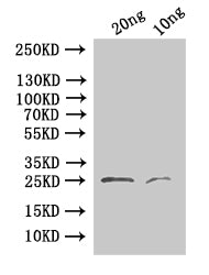 24 Antibody
