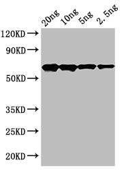 cry2Ab Antibody