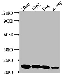 cry2Ab Antibody
