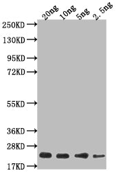 mtl-1 Antibody