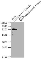 yopM Antibody