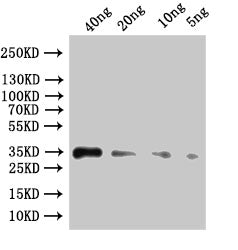 ipaC Antibody