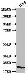 A27L Antibody