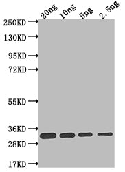 L1R Antibody