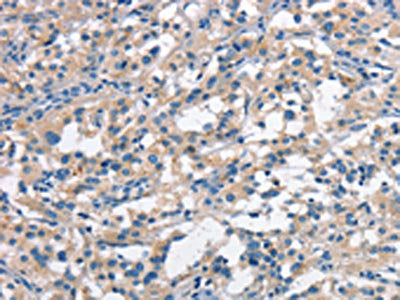 ANAPC1 Antibody