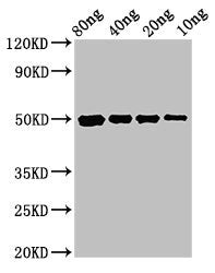 cysP Antibody