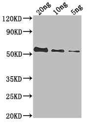 UL49 Antibody